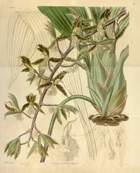 Illustration von Catasetum barbatum (als syn. Myanthus barbatus)